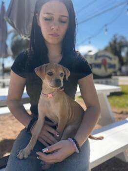 Torta Bella Quesadilla -  Pug and Chihuahua Dog for Adoption in Friendswood, Texas - Torta Bella Quesadilla | PetCurious