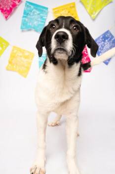 Great Pyrenees and Mixed Breed Dogs Available for Adoption in Fort Worth, Texas - Montana | PetCurious