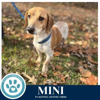 Beagle Dogs Available for Adoption - Mini 031426 | PetCurious