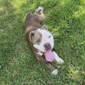 Phoenix -  Pit Bull Terrier Dog for Adoption in Natchitoches, Louisiana - Phoenix | PetCurious