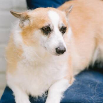 Pembroke Welsh Corgi Dogs Available for Adoption in Zionsville, Indiana - Sheila | PetCurious
