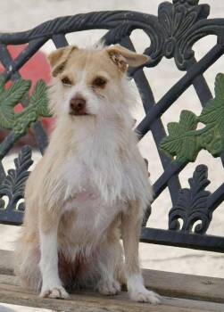 Rescue Terrier Dogs for Adoption in Visalia, California - Ruby | PetCurious