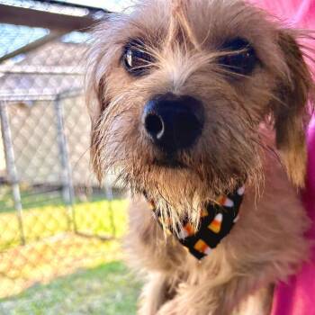 Shania -  Wirehaired Terrier Dog for Adoption in Tulsa, Oklahoma - Shania | PetCurious