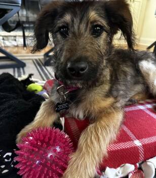 Terrier Dogs Available for Adoption - Scamper Fluff | PetCurious