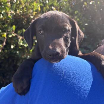 Maple -  Labrador Retriever and Mixed Breed Dog for Adoption in Goleta, California - Maple | PetCurious