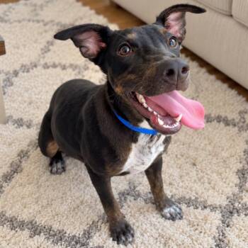Jade -  Mixed Breed Dog for Adoption in Huntington, New York - Jade | PetCurious