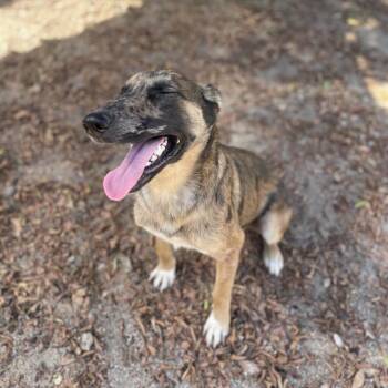 Sylveon -  Belgian Shepherd Malinois and Mixed Breed Dog for Adoption in Riverside, California - Sylveon | PetCurious