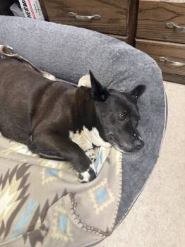 Australian Shepherd and Hound Dogs Available for Adoption - Dory | PetCurious