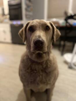 Liberty -  Chesapeake Bay Retriever Dog for Adoption in Carrollton, Virginia - Liberty | PetCurious