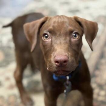 Rescue Labrador Retriever and Terrier Dogs for Adoption in San Diego, California - Lindy | PetCurious