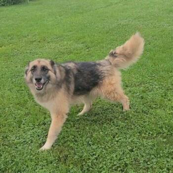 Brie -  German Shepherd Dog and Mixed Breed Dog for Adoption in Elizabeth, Illinois - Brie | PetCurious
