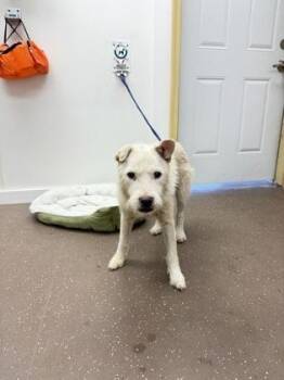 Sawyer -  Mixed Breed Dog for Adoption in South Bend, Indiana - Sawyer | PetCurious