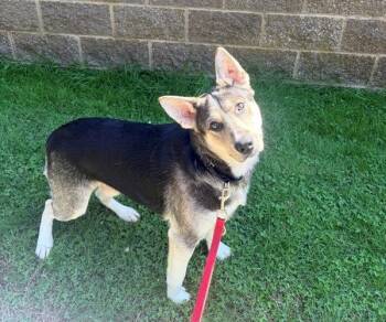 Tiny -  German Shepherd Dog Dog for Adoption in Vancouver, Washington - Tiny | PetCurious