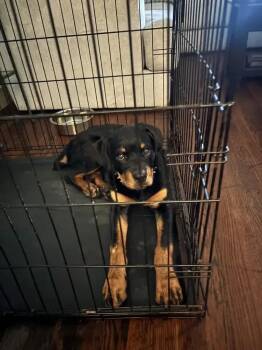 Diamond -  Mixed Breed Dog for Adoption in Wyoming, Michigan - Diamond | PetCurious