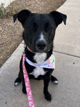 Rescue Black Labrador Retriever Dogs for Adoption in Chandler, Arizona - MAISIE #3 | PetCurious