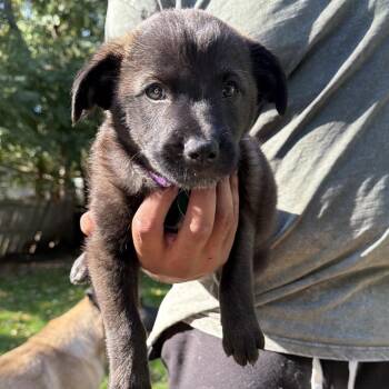 Koufax -  Mixed Breed Dog for Adoption in Buffalo, Minnesota - Koufax | PetCurious