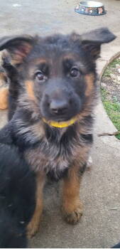 Rescue German Shepherd Dog Dogs for Adoption in Hillside, Illinois - Tigercat | PetCurious