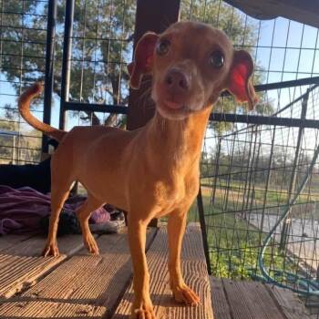 Speedracer PC -  Dachshund Dog for Adoption in Goliad, Texas - Speedracer PC | PetCurious
