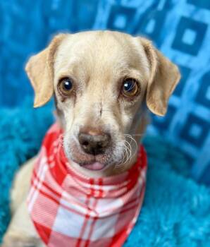 Rescue Beagle and Chihuahua Dogs for Adoption in Hondo, Texas - Tucker! Walks Around With A Ball In His Mouth, Loves People With | PetCurious