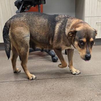 Mixed Breed Dogs Available for Adoption in Chattanooga, Tennessee - Emma | PetCurious