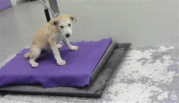 A2079719 -  Labrador Retriever Dog for Adoption in Houston, Texas - A2079719 | PetCurious
