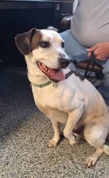 Zazz -  Hound Dog for Adoption in Stanton, Kentucky - Zazz | PetCurious