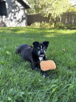 Rescue Boston Terrier and Pug Dogs for Adoption in Boise, Idaho - Boss | PetCurious