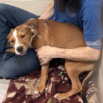Autumn -  Mixed Breed Dog for Adoption in Hendersonville, North Carolina - Autumn | PetCurious