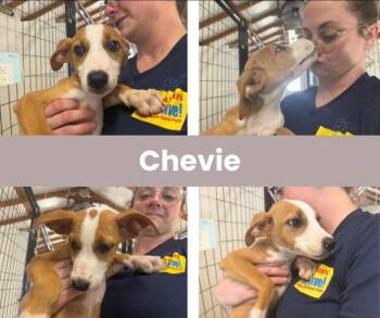 Chevie -  Labrador Retriever Dog for Adoption in The Woodlands, Texas - Chevie | PetCurious