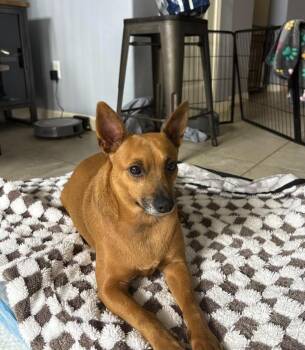 Rescue Miniature Pinscher Dogs for Adoption in Pflugerville, Texas - Diego | PetCurious