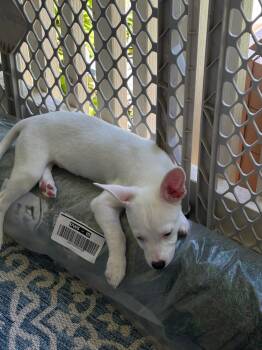 Charming -  Chihuahua and Terrier Dog Available for Adoption in Troy, Virginia - Charming | PetCurious