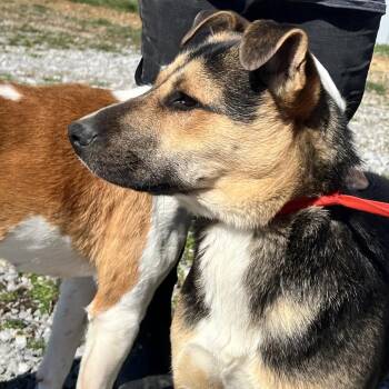 German Shepherd Dog Dogs Available for Adoption in Corbin, Kentucky - Trucky | PetCurious