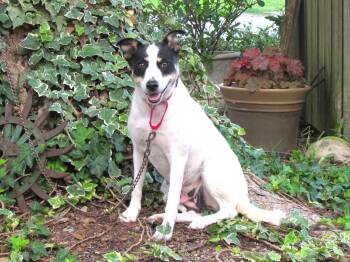 Taci -  Feist and Mixed Breed Dog for Adoption in Medfield, Massachusetts - Taci | PetCurious