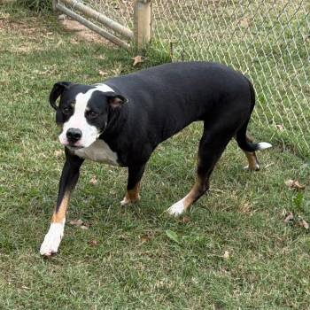 Rescue Pit Bull Terrier Dogs for Adoption in Denison, Texas - Phoenix | PetCurious