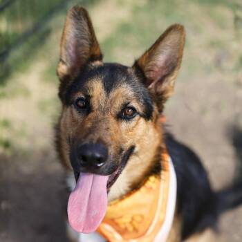 REMY -  German Shepherd Dog Dog for Adoption in San Antonio, Texas - REMY | PetCurious