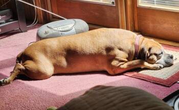 Rescue Boxer Dogs for Adoption in Camden, South Carolina - Delilah | PetCurious