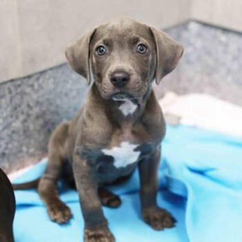 Shofer -  Pit Bull Terrier and Mixed Breed Dog for Adoption in Atlanta, Georgia - Shofer | PetCurious