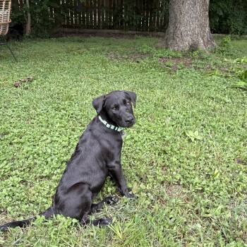 Georgia -  Black Labrador Retriever Dog for Adoption in Houston, Texas - Georgia | PetCurious