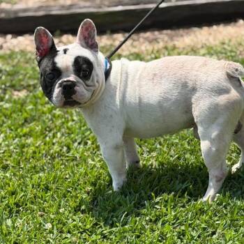 French Bulldog Dogs Available for Adoption in Lutz, Florida - Bronco | PetCurious