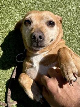 Mixed Breed Dogs Available for Adoption in Wichita, Kansas - Bunny Rabbit | PetCurious