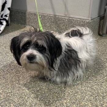 Pip* -  Terrier Dog for Adoption in San Gabriel, California - Pip* | PetCurious