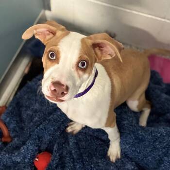 Habanero -  Mixed Breed Dog for Adoption in South Elgin, Illinois - Habanero | PetCurious