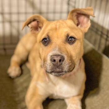 Mixed Breed Dogs Available for Adoption in Boone, Iowa - Liliana | PetCurious