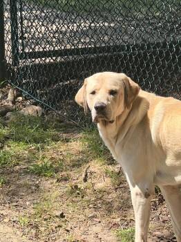 Ru -  Great Pyrenees and Labrador Retriever Dog for Adoption in Little Rock, Arkansas - Ru | PetCurious