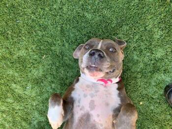 Rescue Pit Bull Terrier Dogs for Adoption in San Marcos, California - URGENT! SAVE ME PLEASE! Xena #A546476 | PetCurious