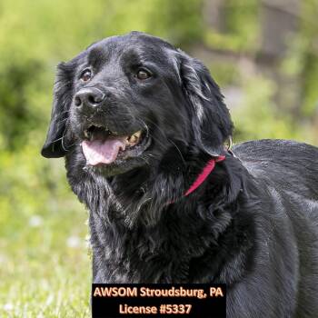 Golden Retriever and Bernese Mountain Dog Dogs Available for Adoption in Stroudsburg, Pennsylvania - Scarlet | PetCurious