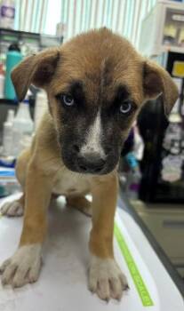 Catelynn -  German Shepherd Dog Dog for Adoption in Allegan, Michigan - Catelynn | PetCurious