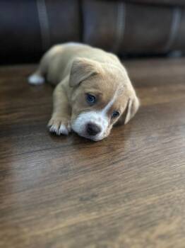 Terrier Dogs Available for Adoption - 26-01 Chandler | PetCurious