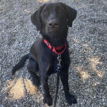 Lalaloopsy -  Mixed Breed and Labrador Retriever Dog for Adoption in West Olive, Michigan - Lalaloopsy | PetCurious