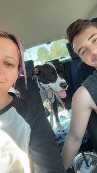 American Staffordshire Terrier Dogs Available for Adoption - Poppy | PetCurious